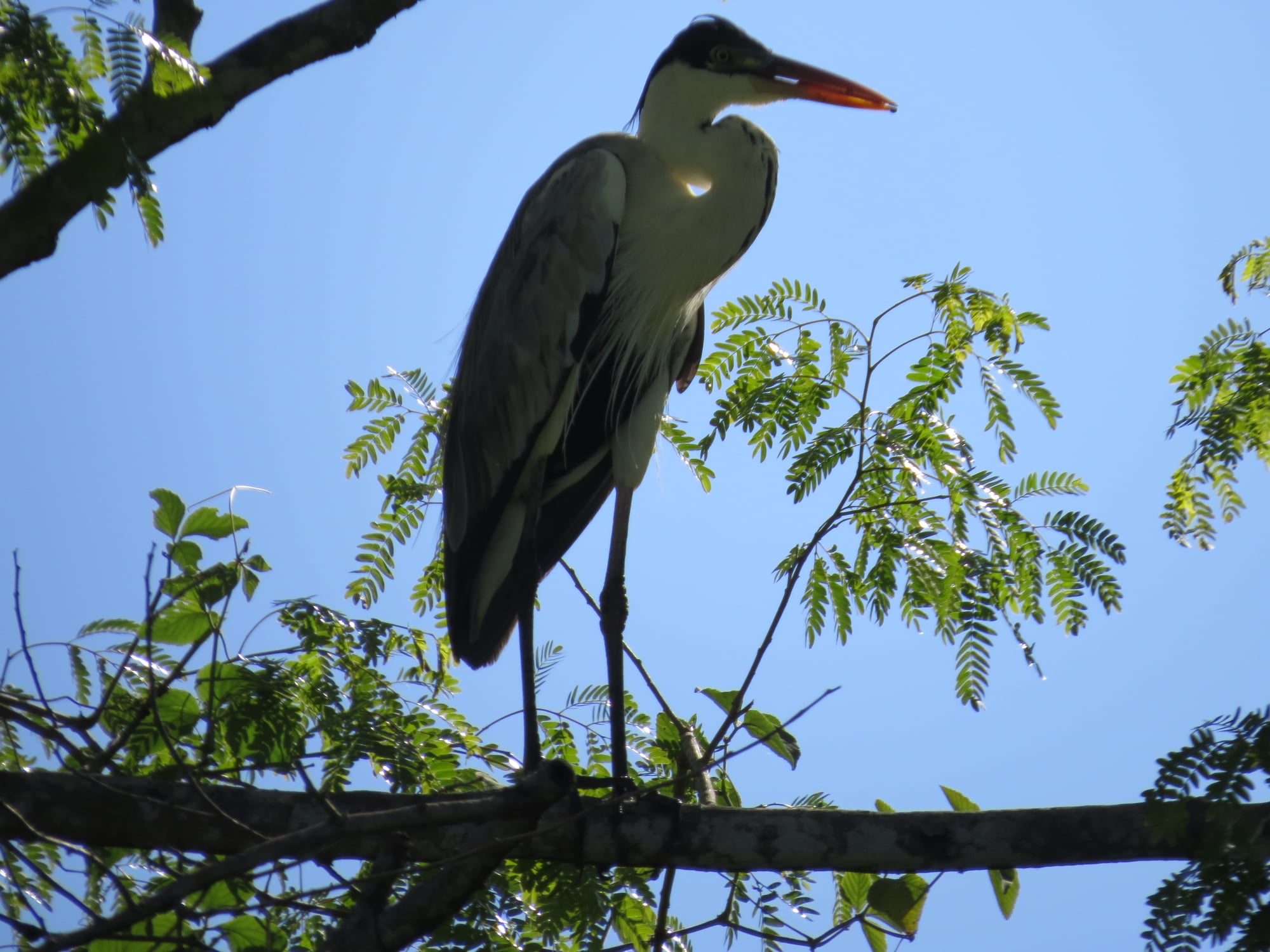 Garça - Baguari.jpg