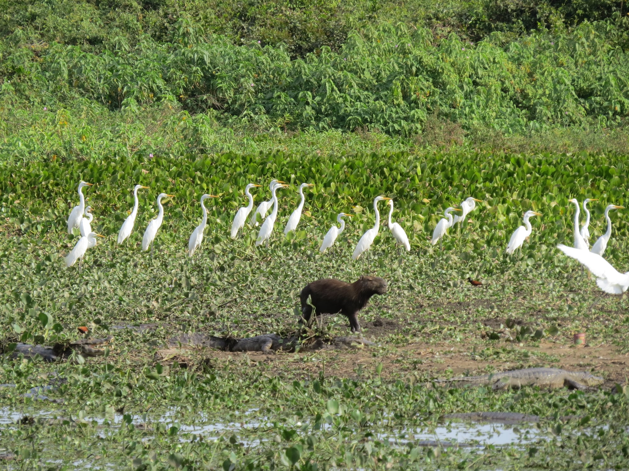 Capivara e Garças.jpg