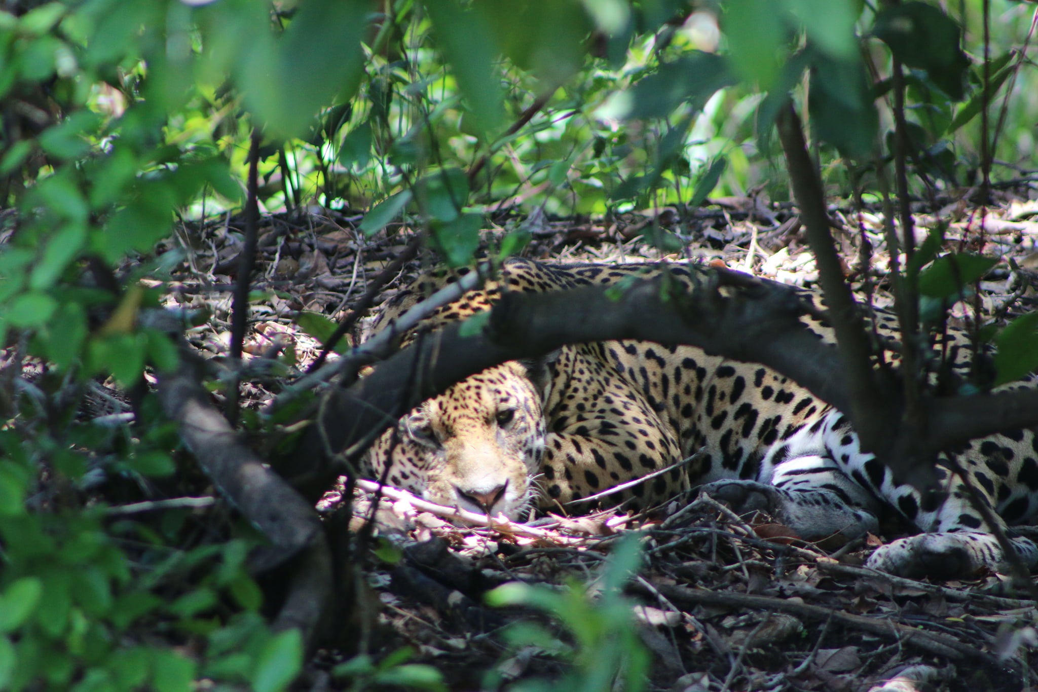 Onça-Pintada (2).jpg