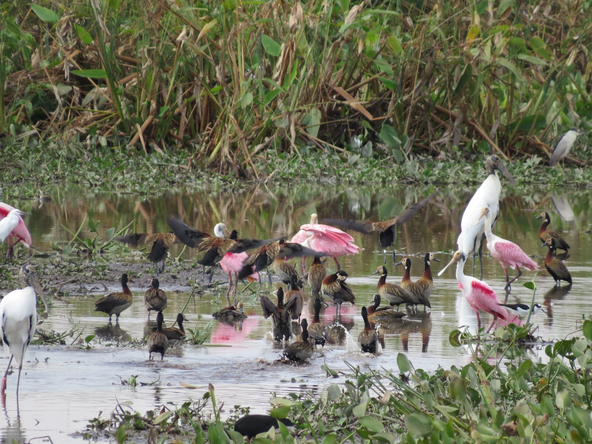 Aves do Pantanal.jpg