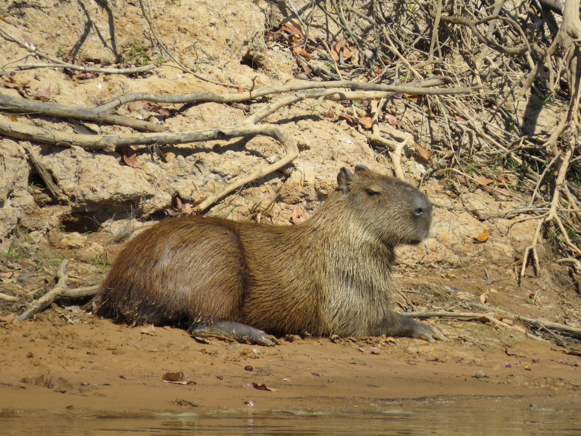 Capivara.jpg